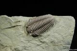 Very Large And Inflated Flexicalymene Trilobite #493-3